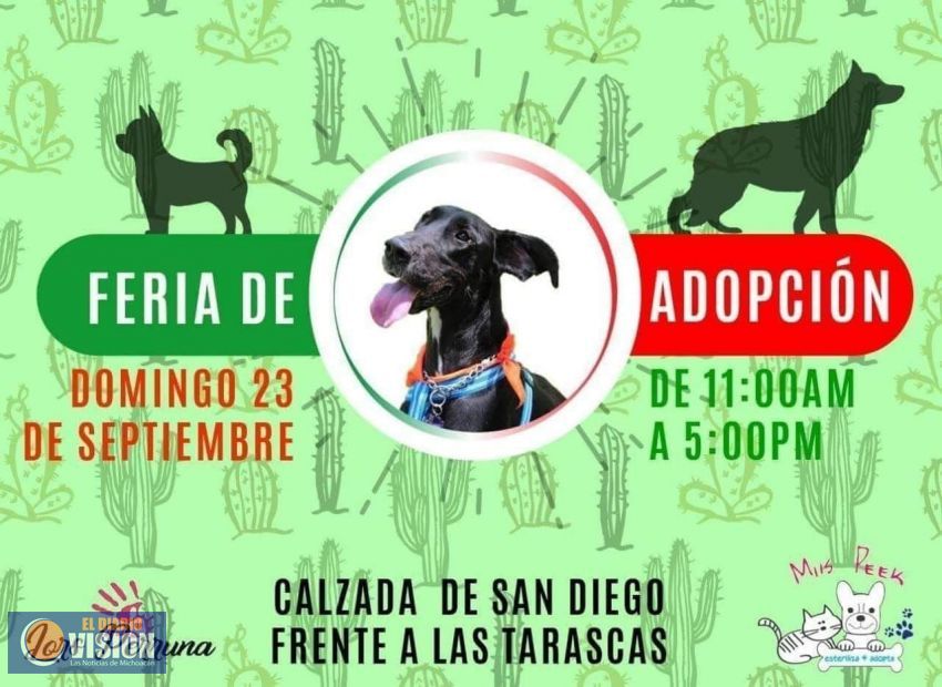 Este domingo 23 de septiembre en la Calzada Fray Antonio de San Miguel, Feria de Adopción Canina