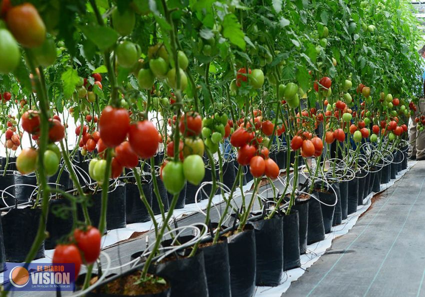Michoacán, tercer  productor nacional de jitomate