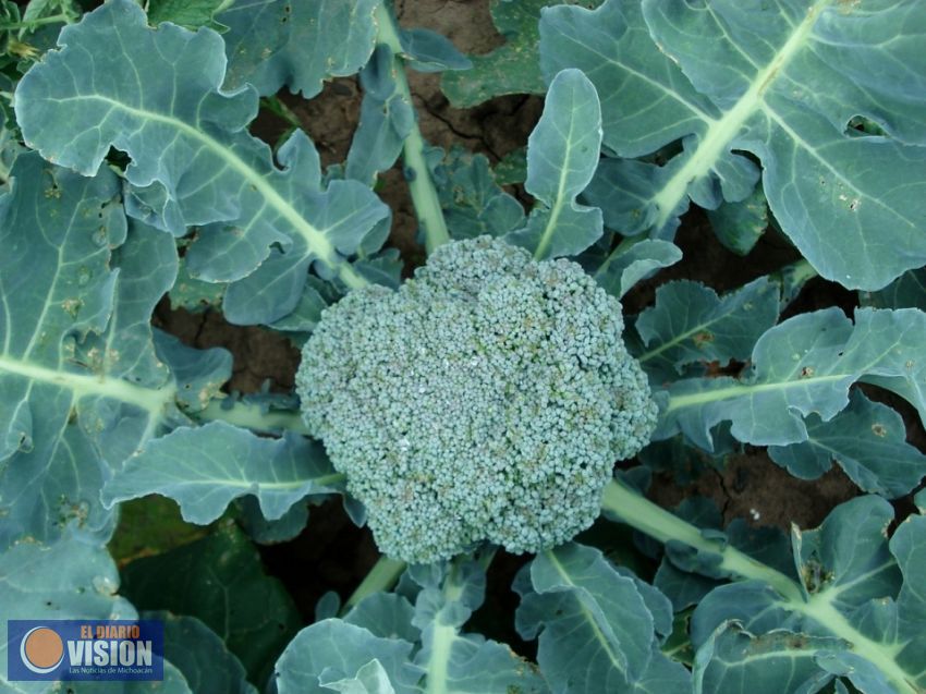 Michoacán, segundo productor de brócoli en el país: Sedrua
