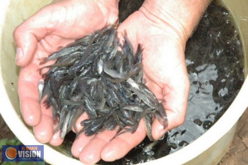 Sembradas, casi un millón 500 mil crías de tilapia: Compesca