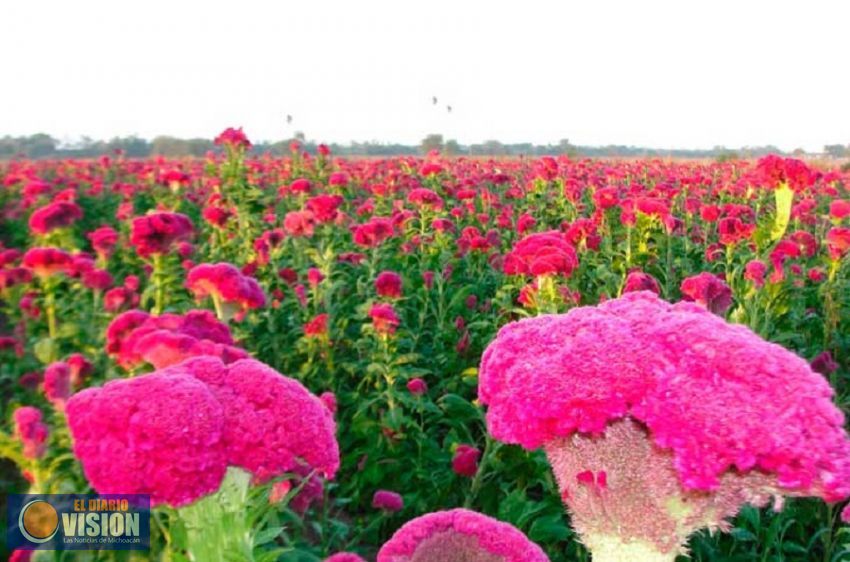 Michoacán, líder en producción de flor “Mano de León”: Sedrua
