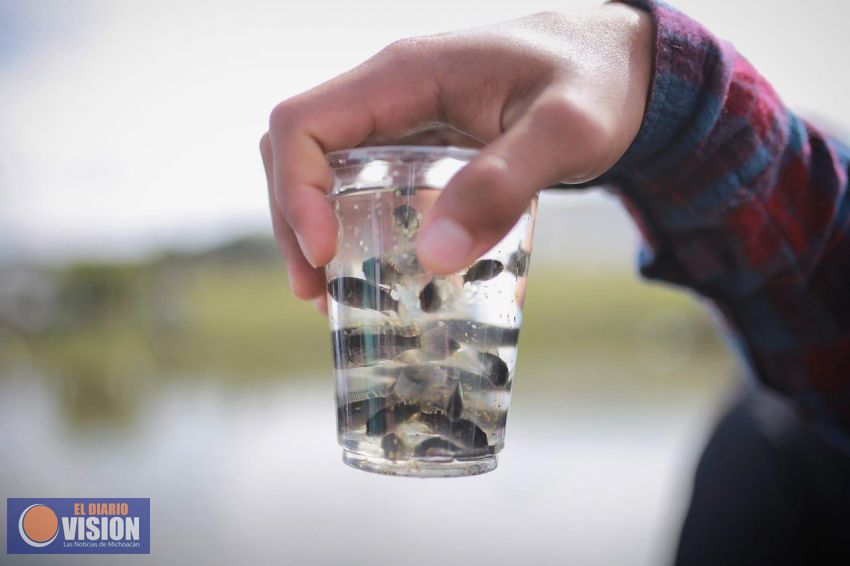Siembra Compesca 5 mil peces en Posta de Veterinaria