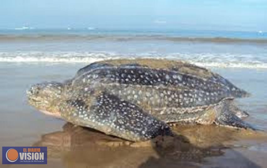 Arriban tortugas gigantes a costa michoacana: Compesca