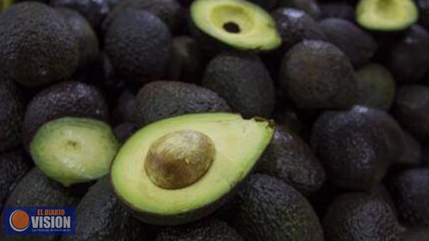 Desaparece aguacate michoacano de mercados en Estados Unidos