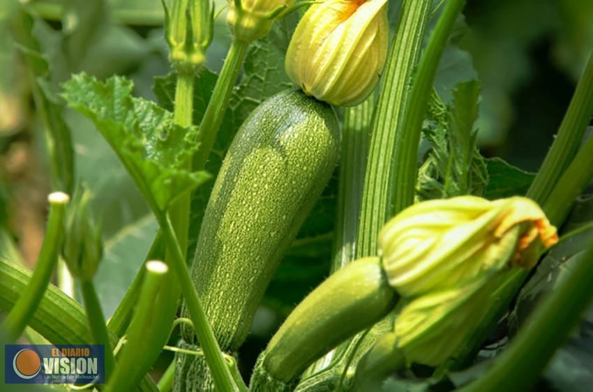 Michoacán, 4° productor de calabacita en el país: Sedrua