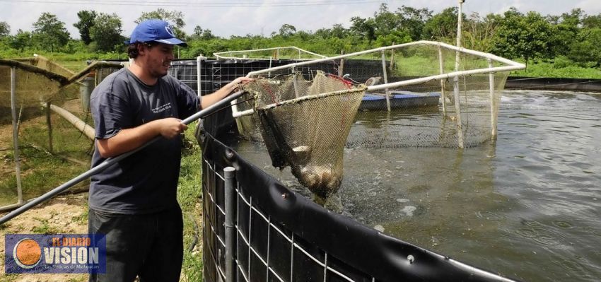 Registradas, 630 granjas acuícolas en Michoacán: Compesca