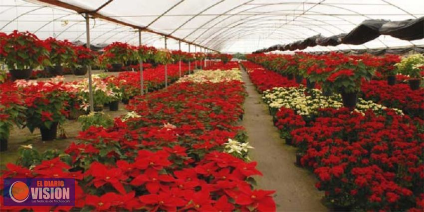En venta, 7 millones de plantas de Nochebuena: Sedrua