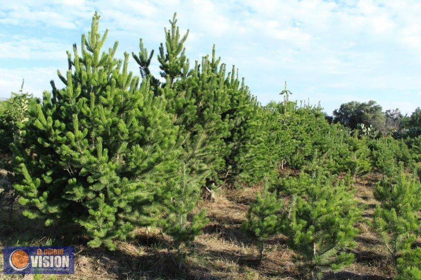 Ofertan productores mexicanos 466 mil árboles de Navidad naturales