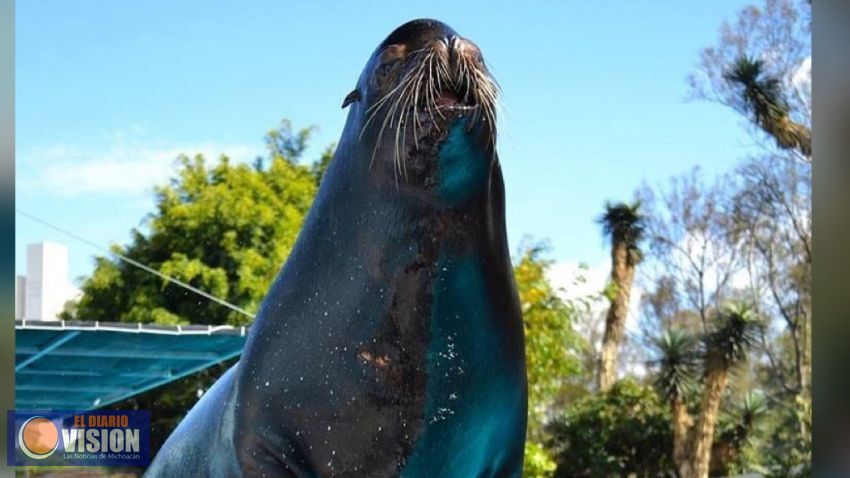 Despide Zoológico de Morelia a “Lobby”