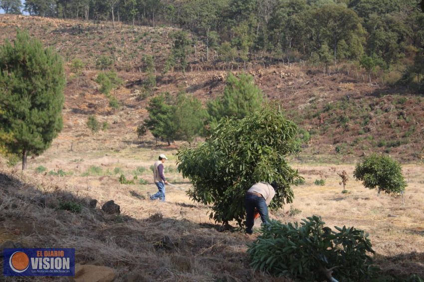 Deshabilitan dos huertas ilegales de aguacate en Zacapu 