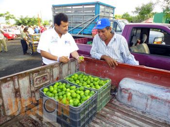 Productores y cortadores de limon refrendan el apoyo a los candidatos del PAN-PANAL