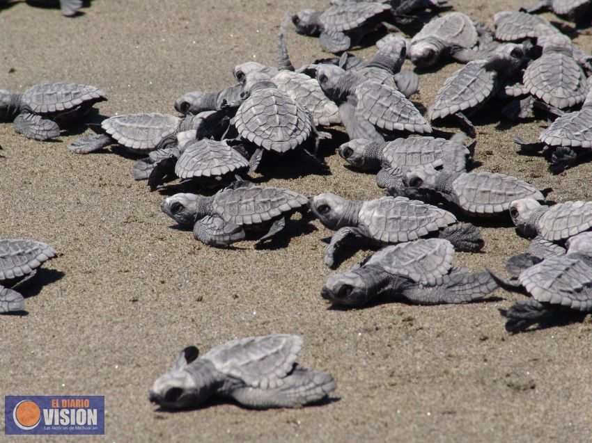 Se prepara la Costa michoacana para el arribo de tortugas marinas: Sectur