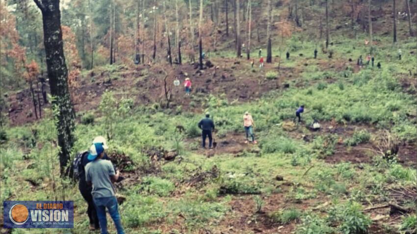 Reforestan más de 15 mil árboles en el Cerro del Tecolote, Zacapu 