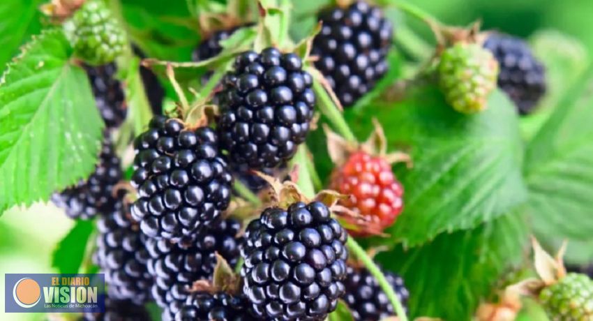 Con “Buenas Prácticas Agrícolas”, 26 mil 533 hectáreas de berries: Sedrua