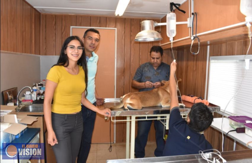 Gobierno Municipal y morelianos, se suman a campaña de esterilización de animales