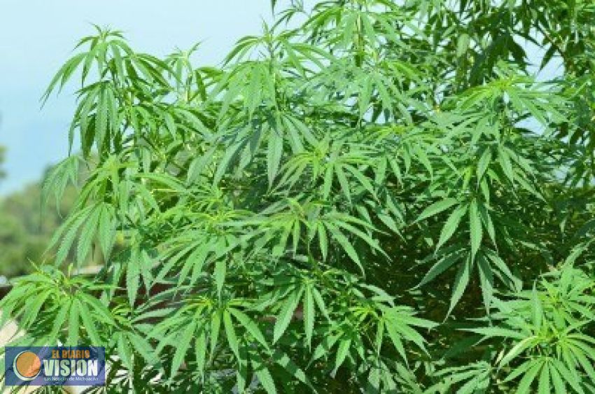 Convocan al ejercicio de Parlamento Abierto rumbo a la regulación del cannabis