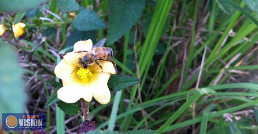 Michoacán es el hogar de 11 especias distintas de abejas 