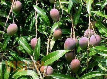 Michoacán, el cuarto estado de mayor producción de mango