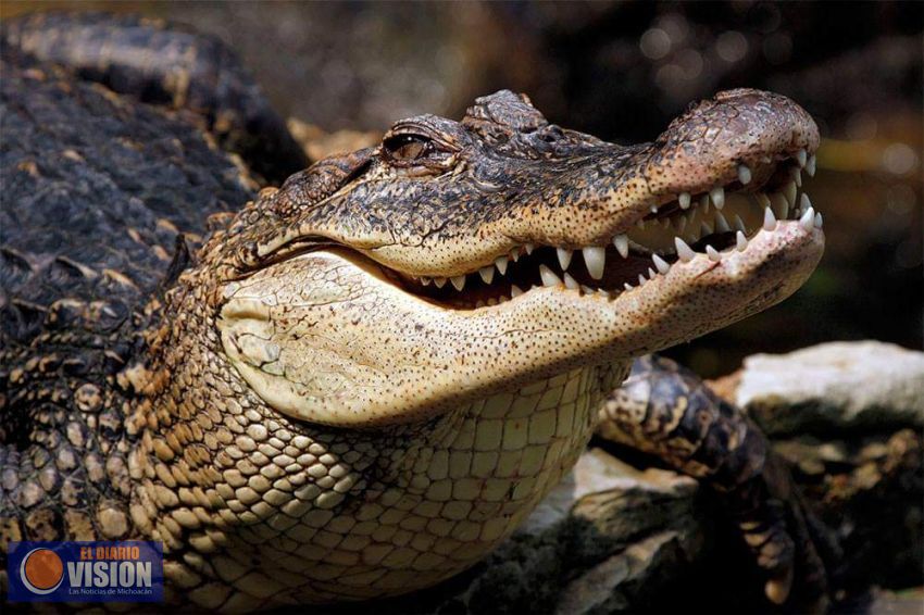 Impulsa Michoacán, protección del cocodrilo de río