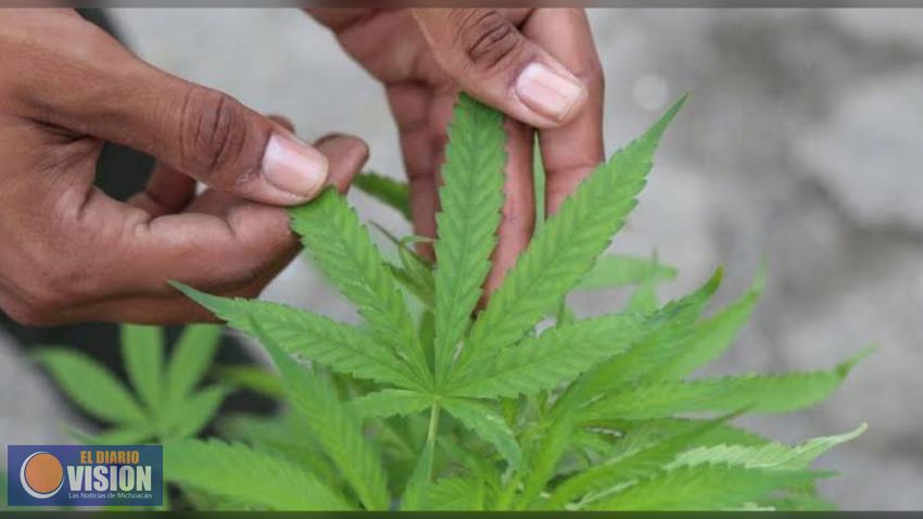 México tendrá la mejor legislación en regulación del cannabis