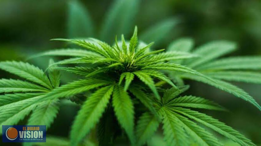 Alistan regulación del cannabis con visión sanitaria