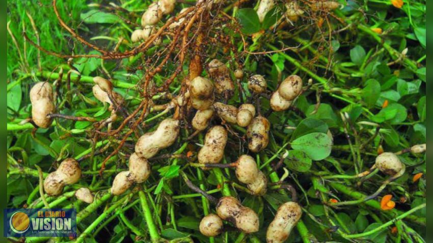Listas, mil 500 toneladas de cacahuate michoacano para las tradicionales posadas