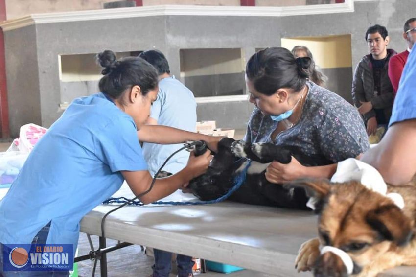 Inicia Campaña de Esterilización en Lagunillas 