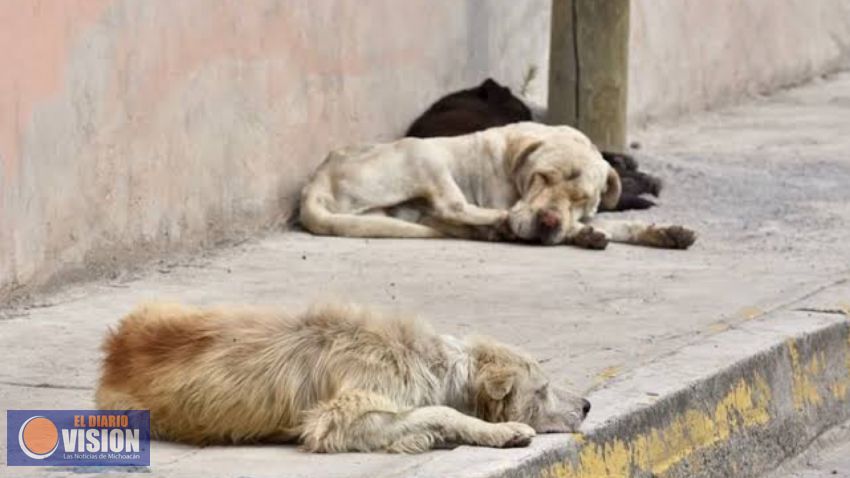 Sugieren mayores sanciones a quien mate, torture o lesione a mascotas o animales de la calle