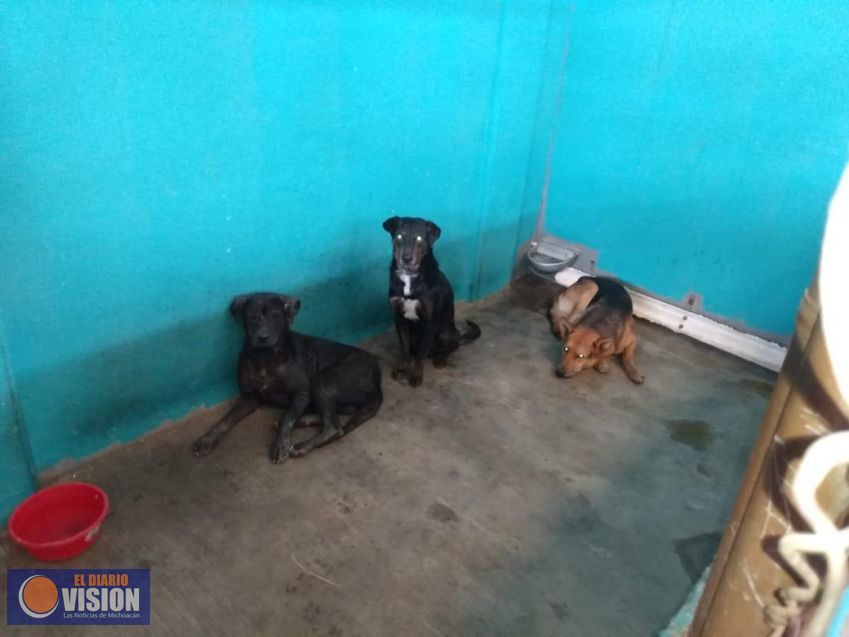 Captura de animales en vía pública, solo con reporte ciudadano