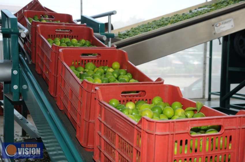Por 3er año consecutivo, Michoacán es líder en producción de limón
