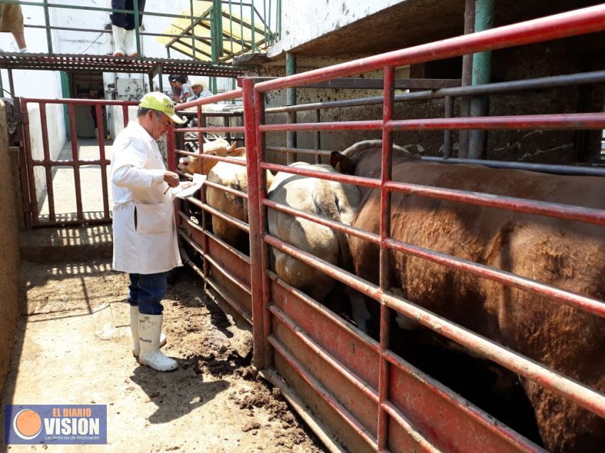 Gobierno de Morelia asegura abasto de carne con el rastro municipal ante contingencia sanitaria