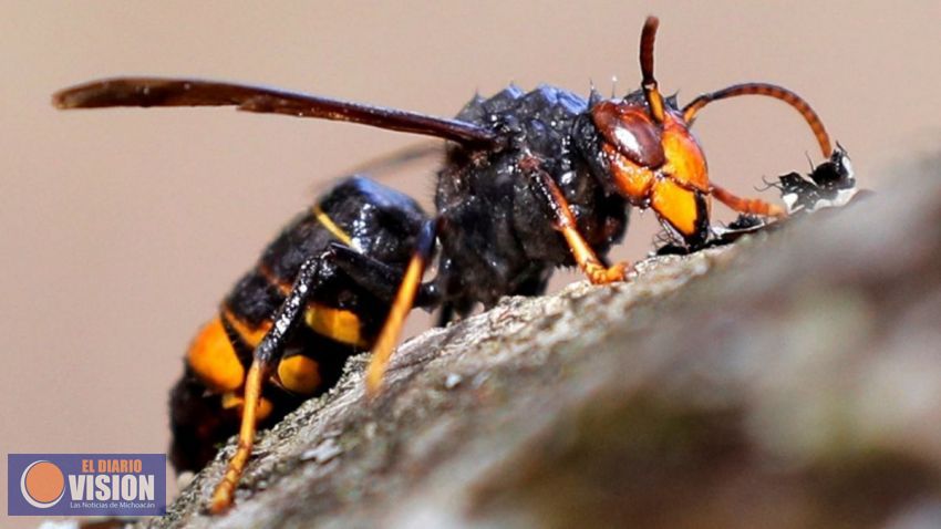Michoacán, en alerta por Avispón Gigante Asiático