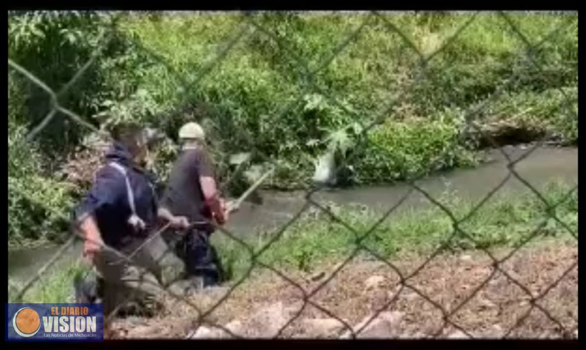 Expertos del Zoológico y Profepa, capturan cocodrilo; tiene 2 años de edad 