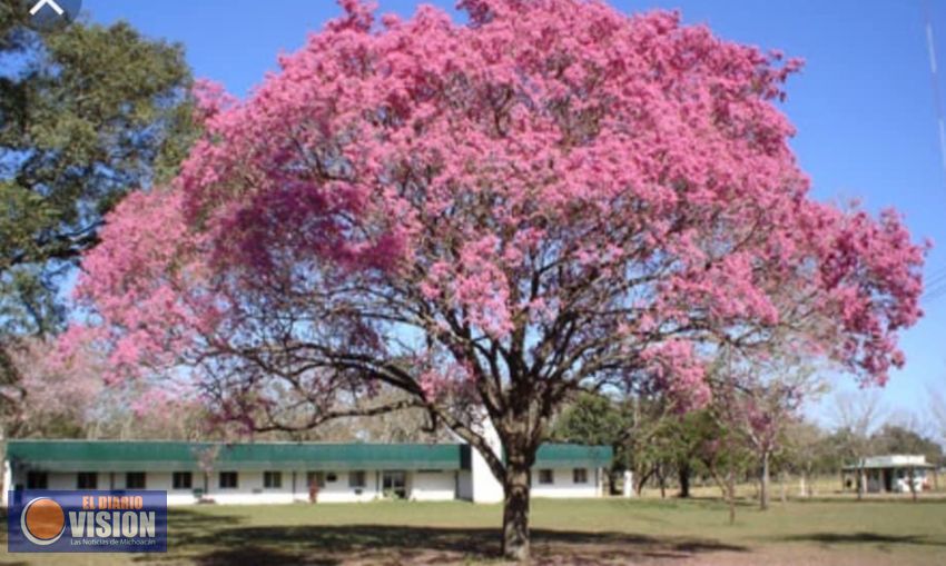  ¿Conoces el árbol rosa morada? Esta temporada embellece Michoacán 