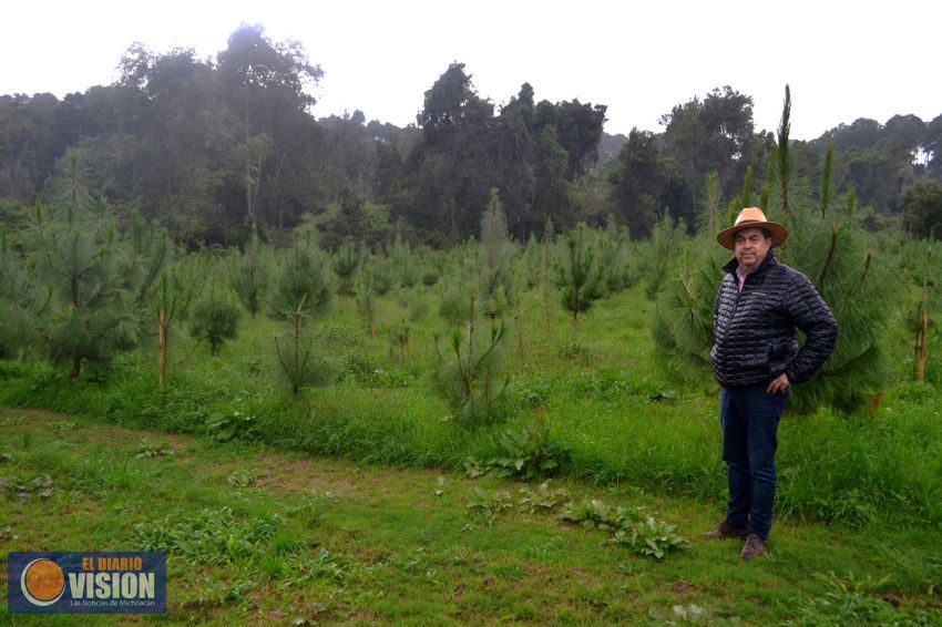 Reforestación obligatoria para los aguacateros: Valentín Rodríguez