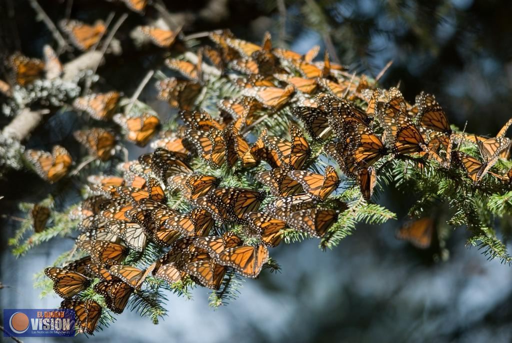 Santuarios de la Mariposa Monarca abiertos con medidas estrictas para evitar el COVID-19