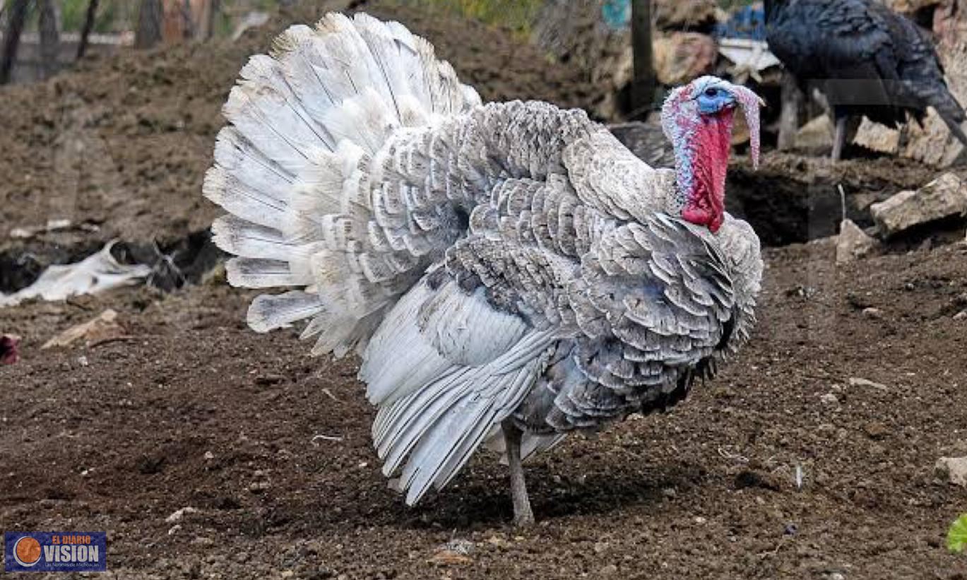 Produce Michoacán 265 toneladas de carne de pavo en pie y canal