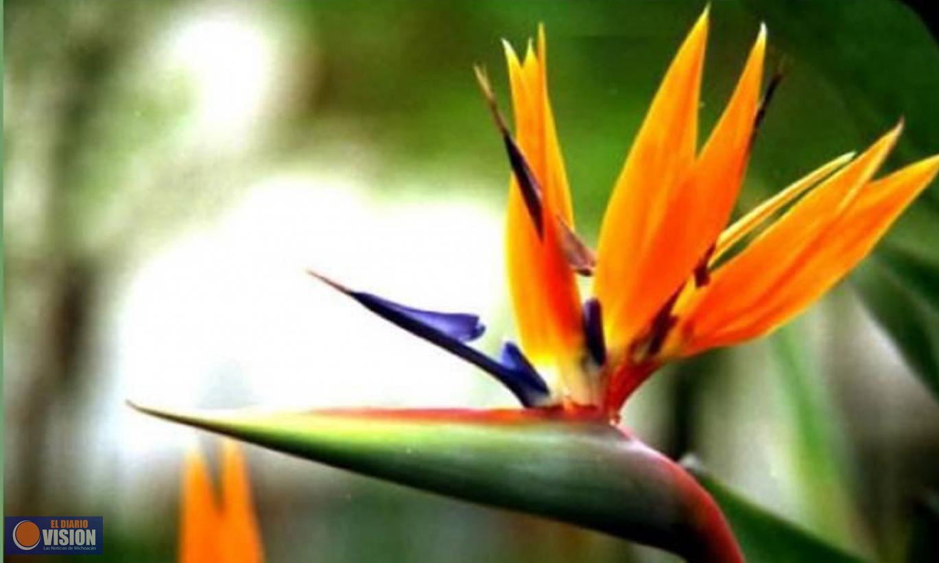 ¿Conoces a la flor del pájaro? Michoacán es líder nacional en producción 