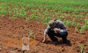 Fenómenos climatológicos afectan a más de 1700 hectáreas de cultivo 