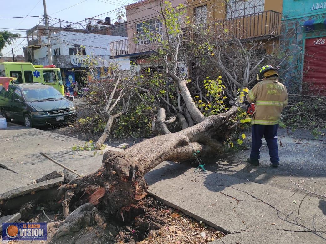Protección Civil Morelia, atendió llamado de un árbol caído en calle Arnulfo Ávila 