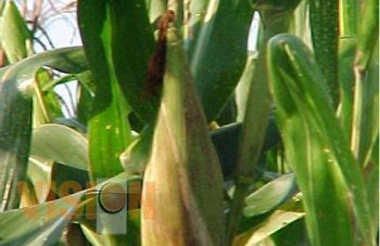Michoacán sube del séptimo al quinto lugar nacional en producción de maíz 