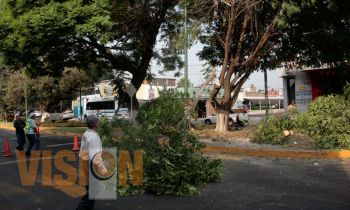 Dan mantenimiento a 400 mil metros de áreas verdes