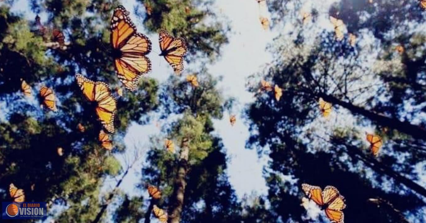 Santuario de Senguio, el más bonito para el espectáculo de la Mariposa Monarca